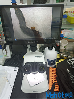 明美顯微鏡相機助力華南師范大學(xué)昆蟲所蛾類幼蟲的氣門觀察
